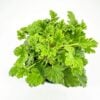 Vibrant green plant in black pot against white background, showcasing lush, healthy foliage.