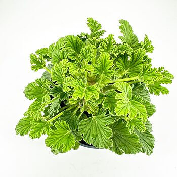 Vibrant green plant in black pot against white background, showcasing lush, healthy foliage.
