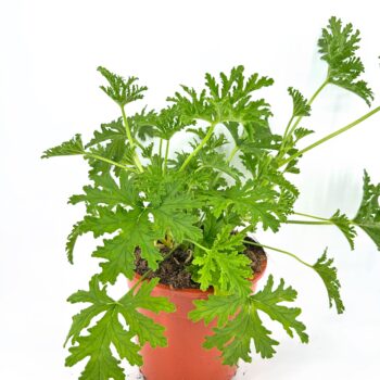 Vibrant green plant in worn terracotta pot on white background.