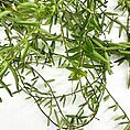 Vibrant green plant stems and leaves showcasing intricate textures and growth.