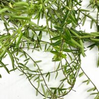 Vibrant green plant stems and leaves showcasing intricate textures and growth.