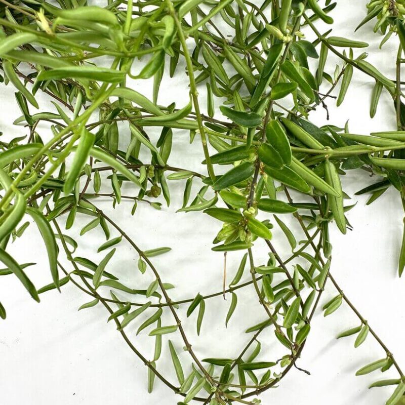 Vibrant Green Plant Life and Intricate Textures Vibrant green plant stems and leaves showcasing intricate textures and growth.