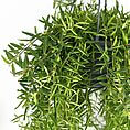 Lush green hanging plant with vibrant foliage, perfect for indoor or outdoor decor.