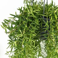 Lush green hanging plant with vibrant foliage, perfect for indoor or outdoor decor.