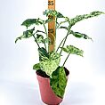Lush variegated houseplant in a terracotta pot with a growth measurement stick.