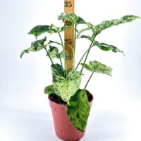 Lush variegated houseplant in a terracotta pot with a growth measurement stick.