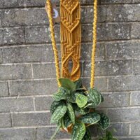 img_0281