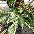 img_0928