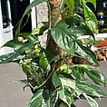 img_0932