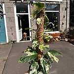 Epipremnum Pinnatum Marble King Pothos 16cm pot H60cm