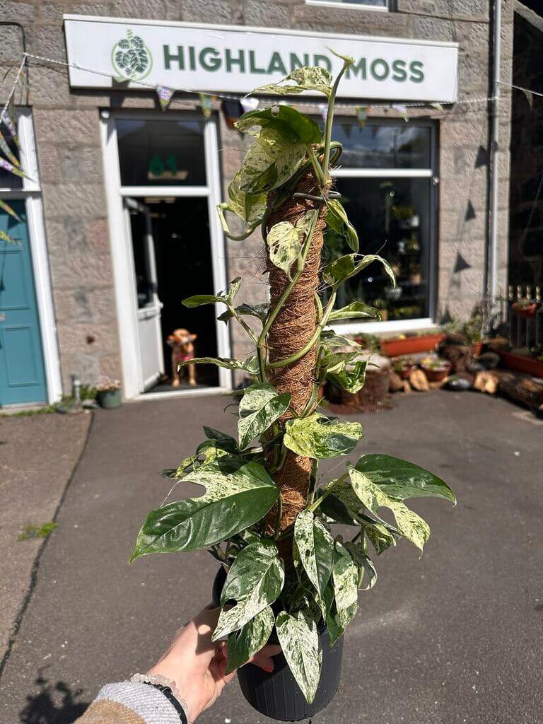 Epipremnum Pinnatum Marble King Pothos 16cm pot H60cm
