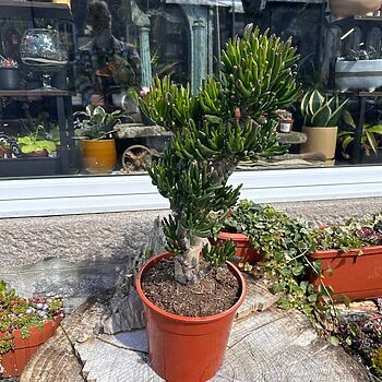 Crassula Ovata Horn Tree Bonsai 24cm pot XL Houseplants crassula 2