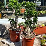 Crassula Ovata Horn Hobbit Tree Bonsai 24cm pot XL