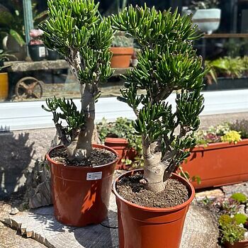 Crassula Ovata Horn Tree Bonsai 24cm pot XL Houseplants crassula
