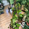 img_0949