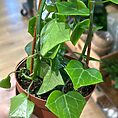 img_0950