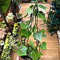 img_0954