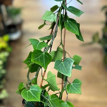 Senecio Macroglossus Climbing Wax Ivy 13cm pot Hanging & Trailing hanging