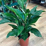 Peace Lilly Sweet Lauretta Large 21cm pot H70cm