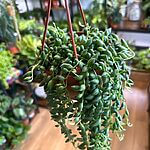 Senecio Herreianus String Of Tears 12cm pot