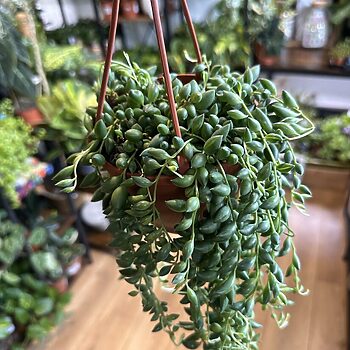 Senecio Herreianus String Of Tears 12cm pot Hanging & Trailing 12cm plant