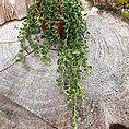 img_1060