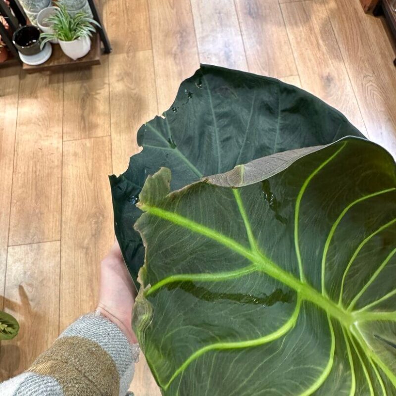 img_1180 Alocasia Regal Shields Large Elephant Ear 21cm pot