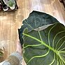 Alocasia Regal Shields Large Elephant Ear 21cm pot