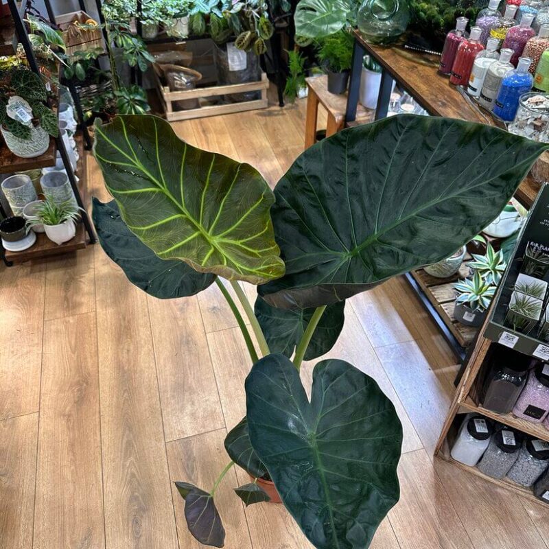 img_1181 Alocasia Regal Shields Large Elephant Ear 21cm pot