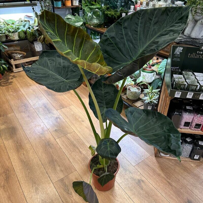 img_1182 Alocasia Regal Shields Large Elephant Ear 21cm pot
