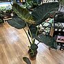 Alocasia Regal Shields Large Elephant Ear 21cm pot