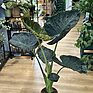 Alocasia Regal Shields Large Elephant Ear 21cm pot