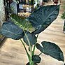 Alocasia 'Regal Shields' with Large Elephant Ear in a 21cm Pot