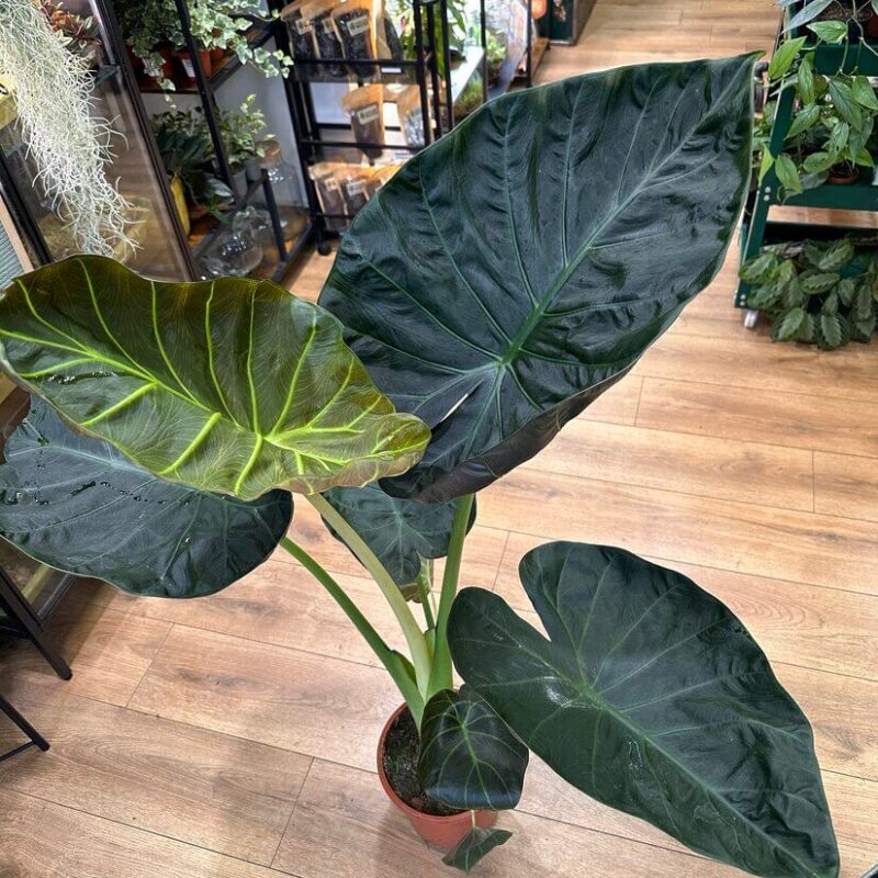 img_1185 Alocasia Regal Shields Large Elephant Ear 21cm pot