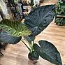 Alocasia Regal Shields Large Elephant Ear 21cm pot