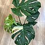 Variegated Monstera 'Thai Constellation' in a 15cm pot