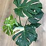 Variegated Monstera 'Thai Constellation' in a 15cm pot