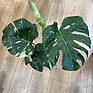 Variegated Monstera 'Thai Constellation' in a 15cm pot