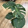 Variegated Monstera 'Thai Constellation' in a 15cm pot