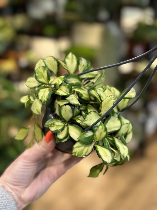 Hoya Heuschkeliana Variegated Wax Plant, 10cm Pot