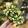 Hoya Heuschkeliana Variegated Wax Plant, 10cm Pot