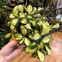 Hoya Heuschkeliana Variegated Wax Plant, 10cm Pot
