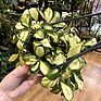 Hoya Heuschkeliana Variegated Wax Plant, 10cm Pot