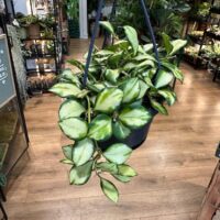 Hoya Heuschkeliana Variegated Wax Plant, 10cm Pot