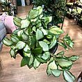 Hoya Heuschkeliana Variegated Wax Plant, 10cm Pot