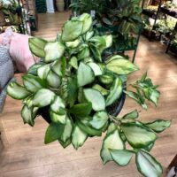 Hoya Heuschkeliana Variegated Wax Plant, 10cm Pot