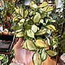 Hoya Heuschkeliana Wax Plant Variegated 10cm pot