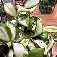 Hoya Heuschkeliana Variegated Wax Plant, 10cm Pot