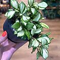 Hoya Heuschkeliana Variegated Wax Plant, 10cm Pot
