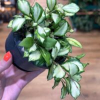 Hoya Heuschkeliana Variegated Wax Plant, 10cm Pot